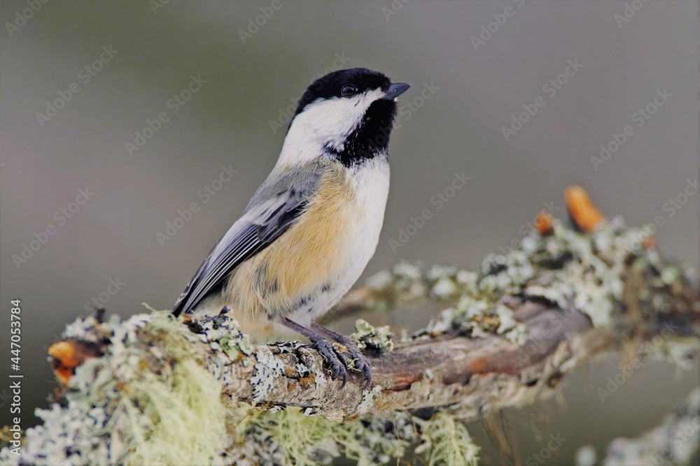 Obraz premium Black capped Chickadee on lichen covered branch.