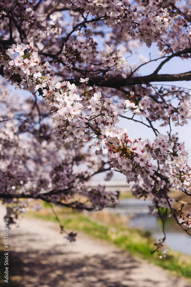 Fototapeta premium 桜と光と空