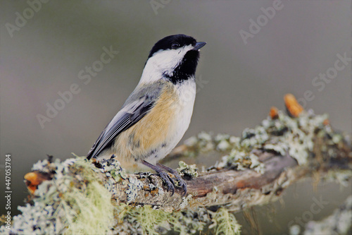 Black capped Chickadee on lichen covered branch.