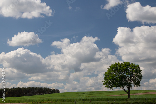 a lonely tree among fields with green grain against the background of white clouds and blue sky  in the distance a clump of a grove