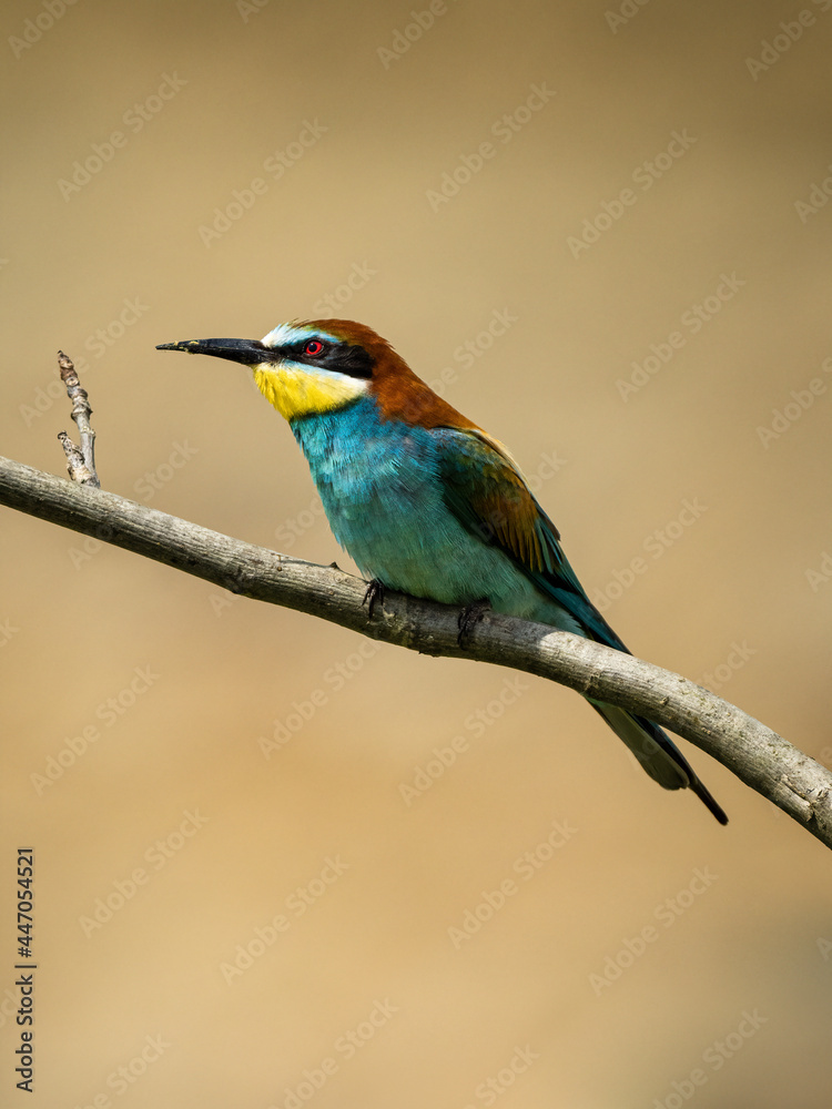 Beautiful nature scene with European bee-eater (Merops apiaster). Wildlife shot of European bee-eater (Merops apiaster) on branch. European bee-eater (Merops apiaster) in the nature habitat.