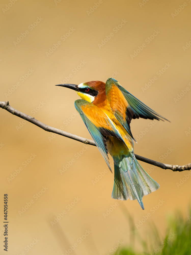 Obraz premium Beautiful nature scene with European bee-eater (Merops apiaster). Wildlife shot of European bee-eater (Merops apiaster) on branch. European bee-eater (Merops apiaster) in the nature habitat.