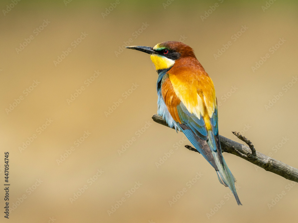 Beautiful nature scene with European bee-eater (Merops apiaster). Wildlife shot of European bee-eater (Merops apiaster) on branch. European bee-eater (Merops apiaster) in the nature habitat. Beautiful nature scene with European bee-eater (Merops apiaster). Wildlife shot of European bee-eater (Merops apiaster) on branch. European bee-eater (Merops apiaster) in the nature habitat.