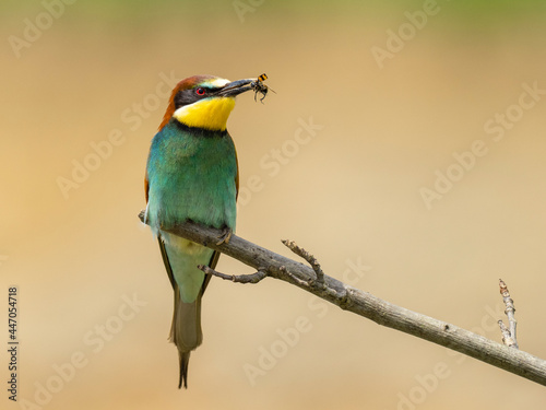 Beautiful nature scene with European bee-eater (Merops apiaster). Wildlife shot of European bee-eater (Merops apiaster) on branch. European bee-eater (Merops apiaster) in the nature habitat. © kapros76