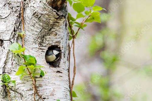 Tablou pe pânză 巣穴から顔を出すシジュウカラ(Japanese tit)