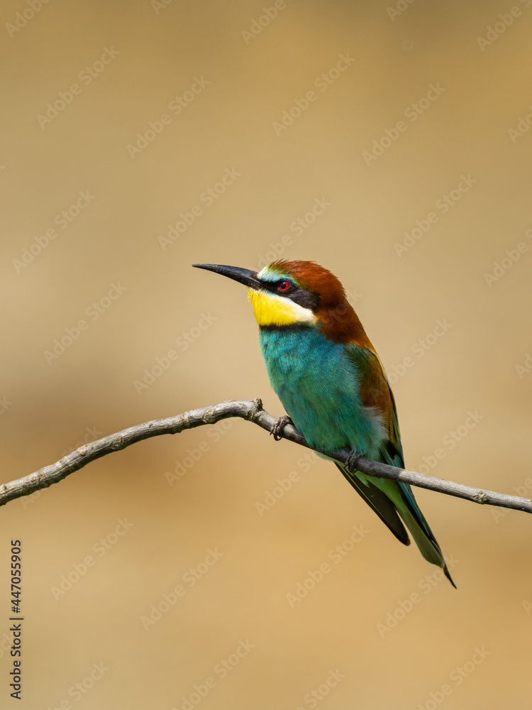 Beautiful nature scene with European bee-eater (Merops apiaster). Wildlife shot of European bee-eater (Merops apiaster) on branch. European bee-eater (Merops apiaster) in the nature habitat.