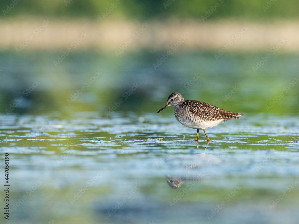 Beautiful nature scene with Wood sandpiper (Tringa glareola). Wood sandpiper (Tringa glareola) in the nature habitat. Wildlife shot of Wood sandpiper (Tringa glareola). Beautiful nature scene with Wood sandpiper (Tringa glareola). Wood sandpiper (Tringa glareola) in the nature habitat. Wildlife shot of Wood sandpiper (Tringa glareola).