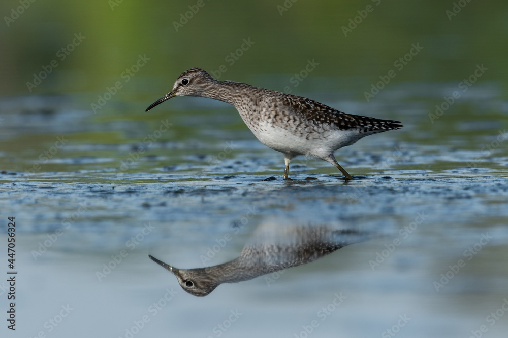 Obraz premium Beautiful nature scene with Wood sandpiper (Tringa glareola). Wood sandpiper (Tringa glareola) in the nature habitat. Wildlife shot of Wood sandpiper (Tringa glareola).