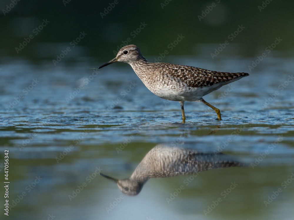 Beautiful nature scene with Wood sandpiper (Tringa glareola). Wood sandpiper (Tringa glareola) in the nature habitat. Wildlife shot of Wood sandpiper (Tringa glareola). Beautiful nature scene with Wood sandpiper (Tringa glareola). Wood sandpiper (Tringa glareola) in the nature habitat. Wildlife shot of Wood sandpiper (Tringa glareola).