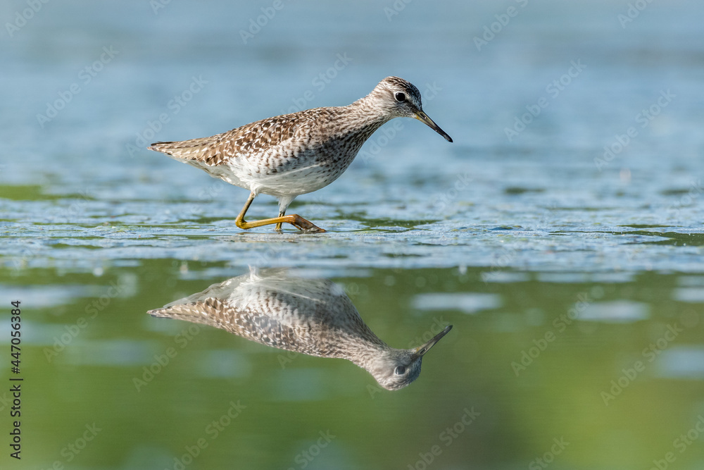 Obraz premium Beautiful nature scene with Wood sandpiper (Tringa glareola). Wood sandpiper (Tringa glareola) in the nature habitat. Wildlife shot of Wood sandpiper (Tringa glareola).