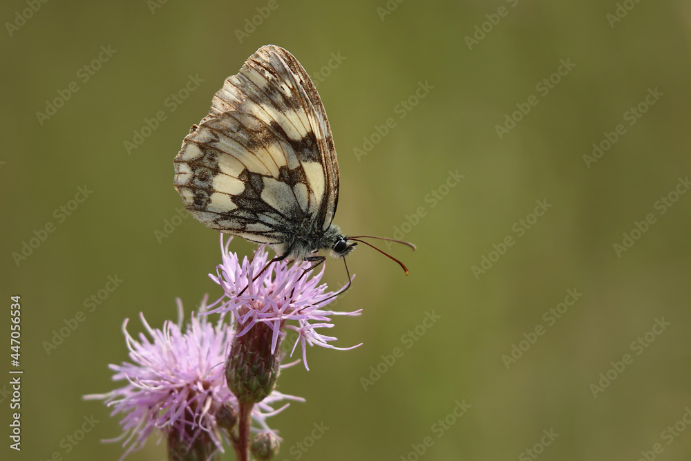 Obraz premium Schachbrettfalter Melanargia galathea auf rosa Distelblüte