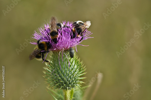 viele Hummeln auf einer Distelblüte