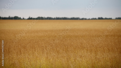 Golden ripe linen field at Sunny summer day with forest on horizon, linum argiculture in Europe natural rural landscape photo
