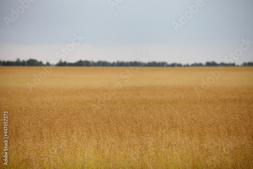 Yellow ripe linen field at Sunny summer day , linum harvest in East Europe photo