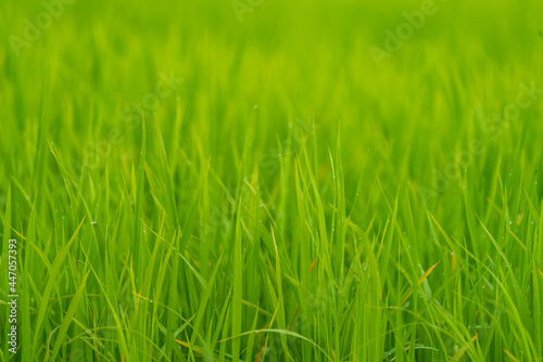 Green rice field background with shallow depth of field
