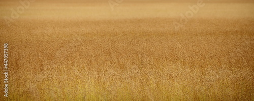 Photography A many Golden ripe dry linen boxes on stems in the field - background texture