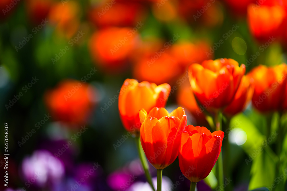 Orange tulip flower in spring colorful garden