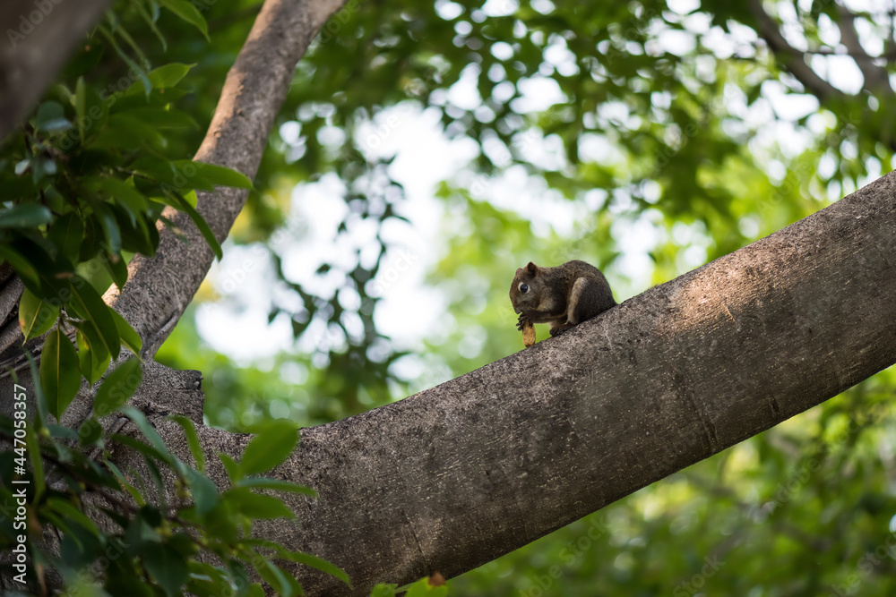 Squirrel chewing peanut on spring tree branch Squirrel chewing peanut on spring tree branch