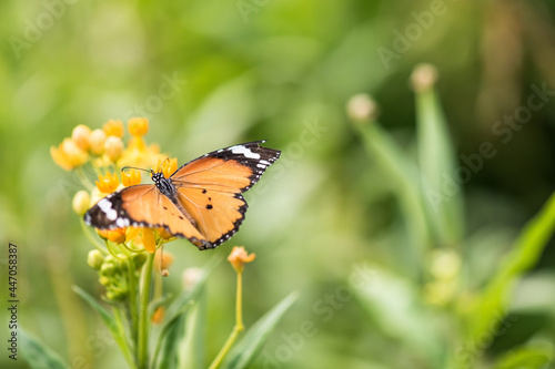 orange monarch butterfly in spring garden
