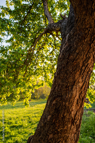 Old Apple Tree in the Evening and Meadow.