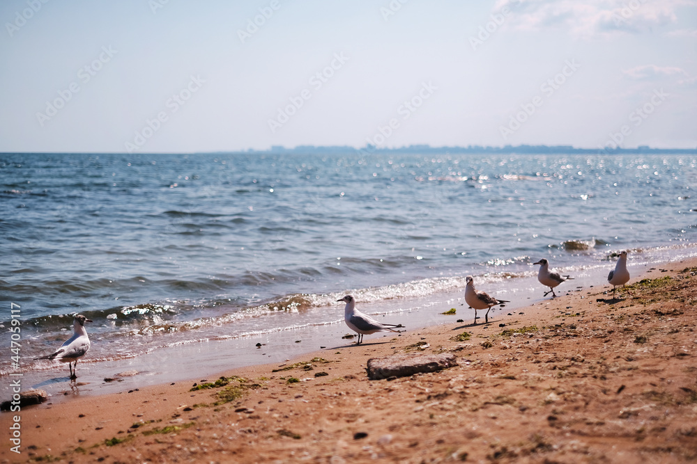 seagulls sit on the seashore on the beach. summer vibe