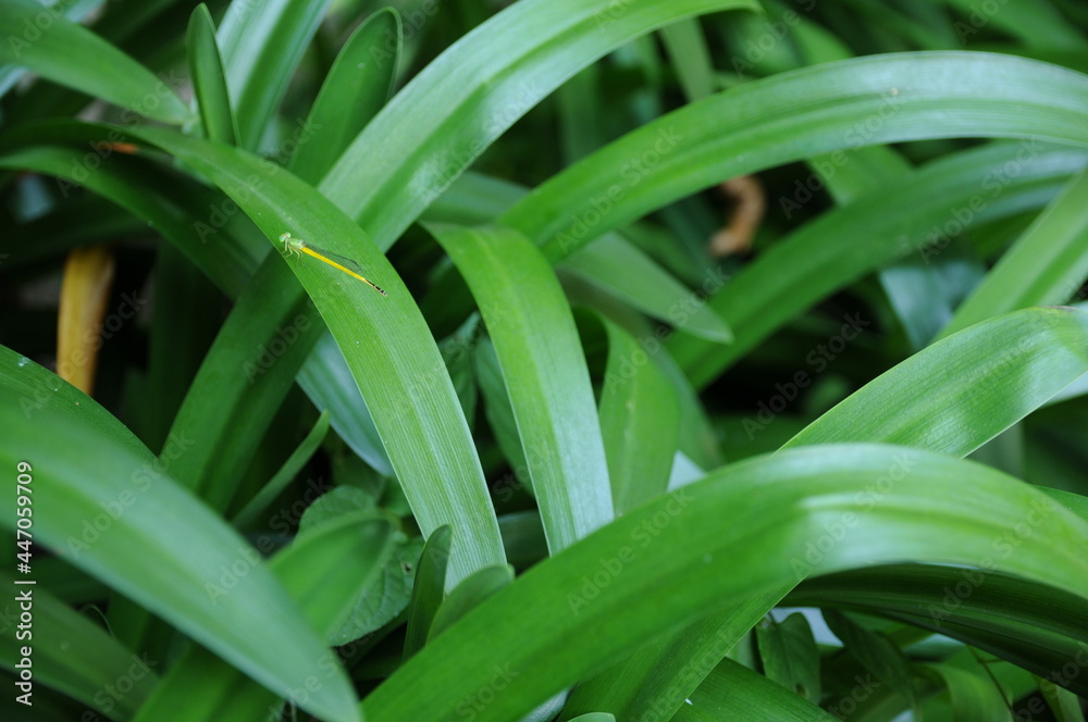 Obraz premium 夏の生命