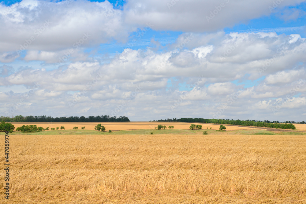 Summer landscape with fields of golden wheat and blue sky with clouds