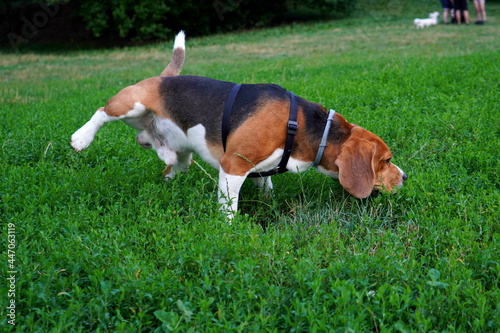 Beagle dog peeing on grass in park