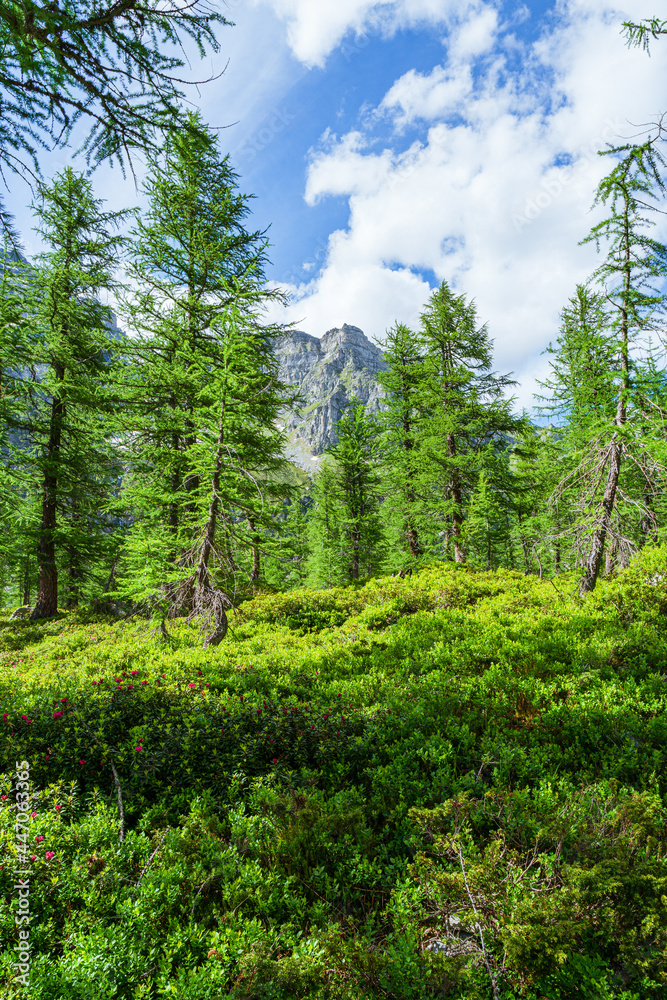 The woods, nature and the peace of the mountains of the Alpe Veglia - Devero natural park: a place suitable for the whole family near the town of Baceno, Italy - July 2021. The woods, nature and the peace of the mountains of the Alpe Veglia - Devero natural park: a place suitable for the whole family near the town of Baceno, Italy - July 2021.