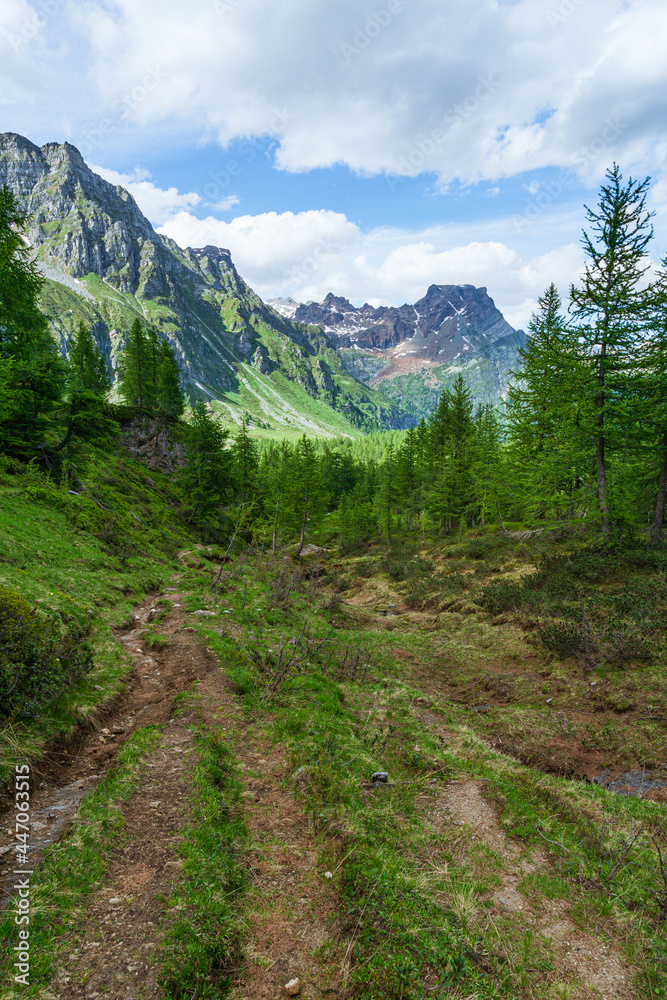 Obraz premium The woods, nature and the peace of the mountains of the Alpe Veglia - Devero natural park: a place suitable for the whole family near the town of Baceno, Italy - July 2021.