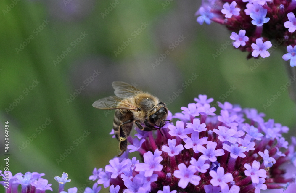 Biene auf einer Verbene-Blüte Biene auf einer Verbene-Blüte