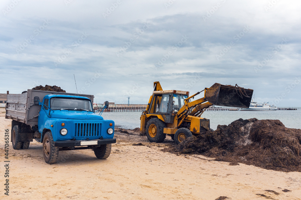 Cleaning the beach from algae, excavator loads algae on a truck Cleaning the beach from algae, excavator loads algae on a truck