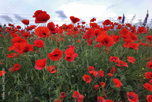 Flowers Red poppies bloom in a wild fields. Many beautiful red poppies. Close