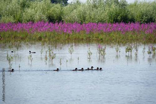 Landscape of national park Tiengemeten in the Netherlands photo