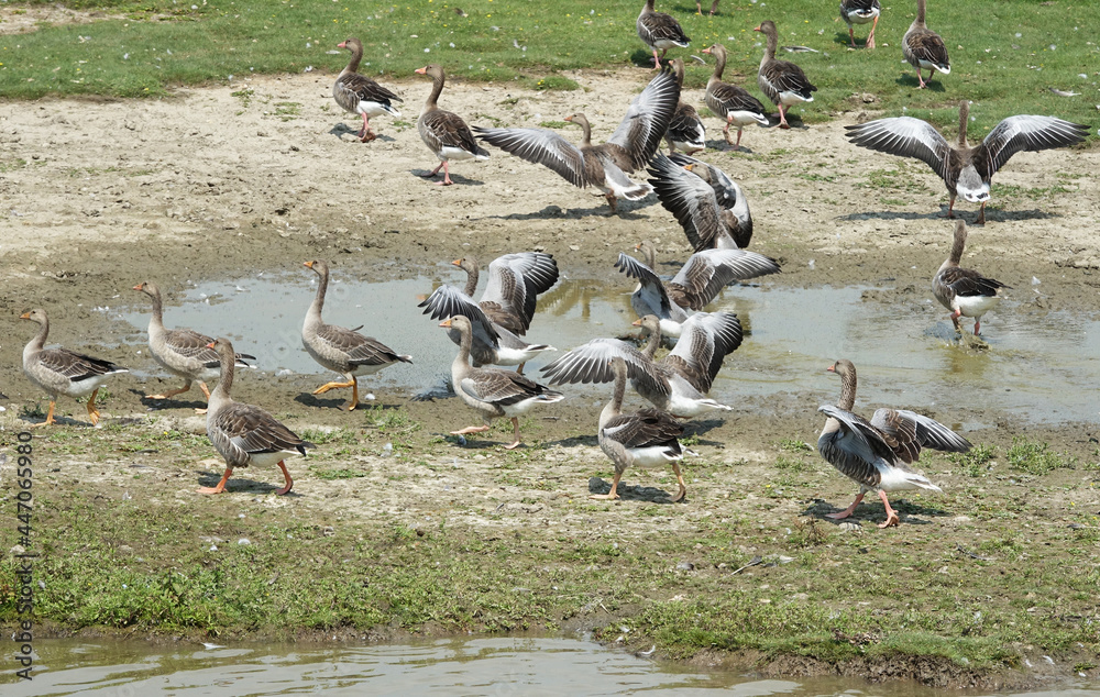 Group of geese in the national park Tiengemeten in the Netherlands Group of geese in the national park Tiengemeten in the Netherlands