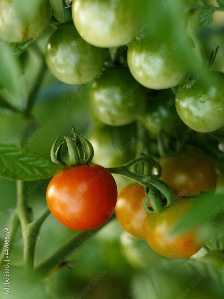 tomatoes on the vine