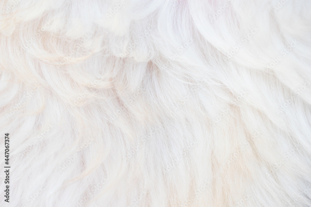 close up of white fluffy feathers close up of white fluffy feathers