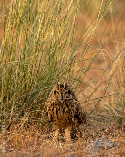 short eared owl or Asio flammeus portrait or close up photo