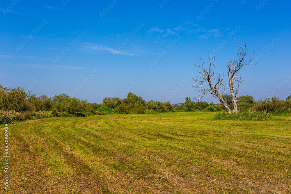 Meadow in summer, Lad, Landscape Park, Poland.