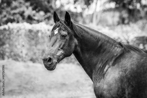 Horse portrait  Lusitano breed  Portuguese horses  cute and beautiful.