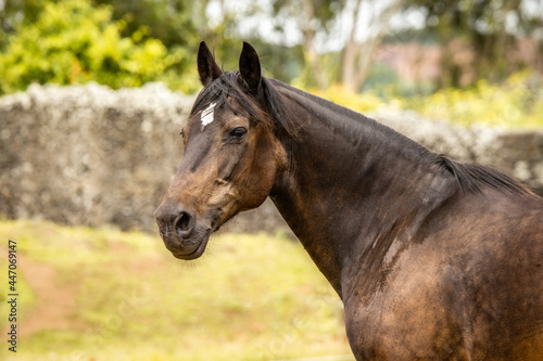 Horse portrait, Lusitano breed, Portuguese horses, cute and beautiful. © Ayla Harbich