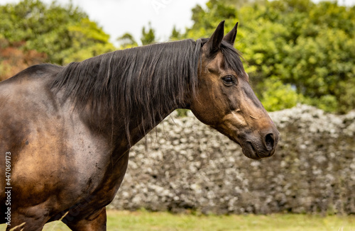 Horse portrait, Lusitano breed, Portuguese horses, cute and beautiful. © Ayla Harbich