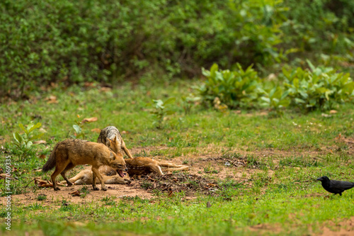 golden jackal or Indian jackal or Canis aureus indicus pair with spotted deer kill and one of angry jackal ward off birds at bandhavgarh national park madhya pradesh india