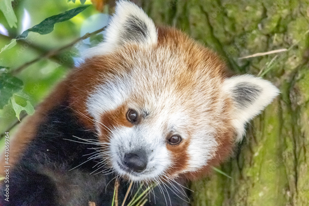 Obraz premium red panda in tree