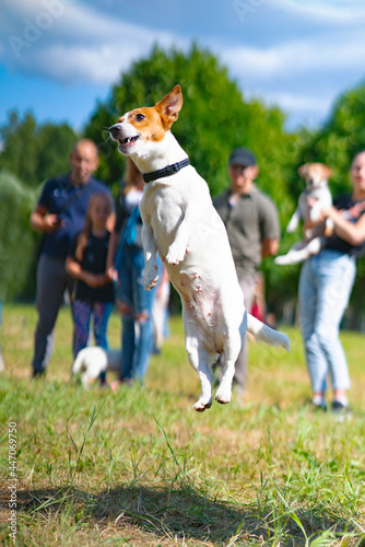 Jack russell terrier dog in a jump, playing in the park on the grass