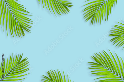 Creative layout of colorful tropical  palm leaf on pastel blue background. minimal summer exotic concept with copy space  flat lay.