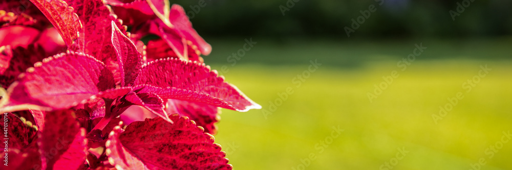 Burgundy red Coleus plant. Painted nettle, Flame nettle, decorative nettle. Lush multi colored coleus bush. Coleus banner with copy space. Burgundy red Coleus plant. Painted nettle, Flame nettle, decorative nettle. Lush multi colored coleus bush. Coleus banner with copy space.