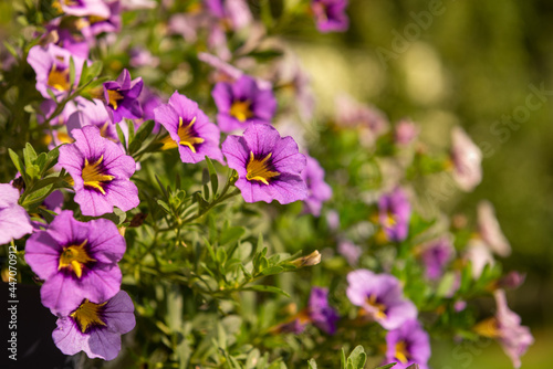 Close up of purple Calibrachoa flowers in a hanging basket  also known as Million Bells or trailing mini petunia.
