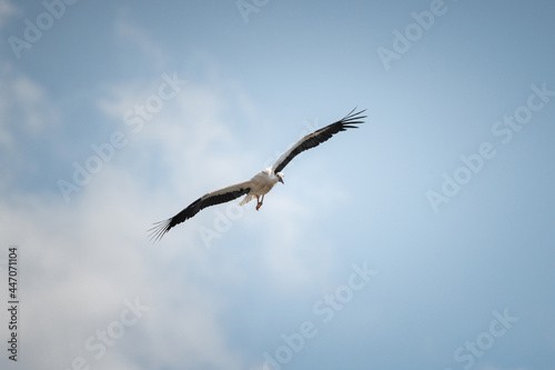 The stork flies beautifully high in the sky.