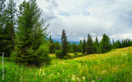 Atmospheric green forest landscape. Minimalist panoramic scenery with edge coniferous forest and rocks in light mist. Mountain alpine woodland. © sablinstanislav